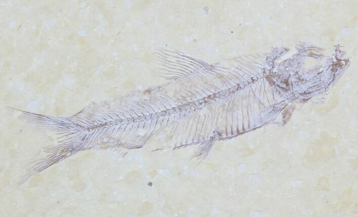 Knightia Fossil Fish - Wyoming #55340